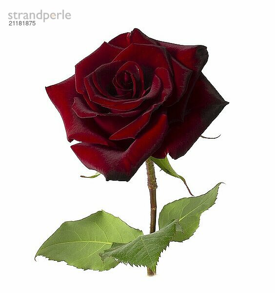 Blooming red rose isolated on white background. Close-up of a single flower