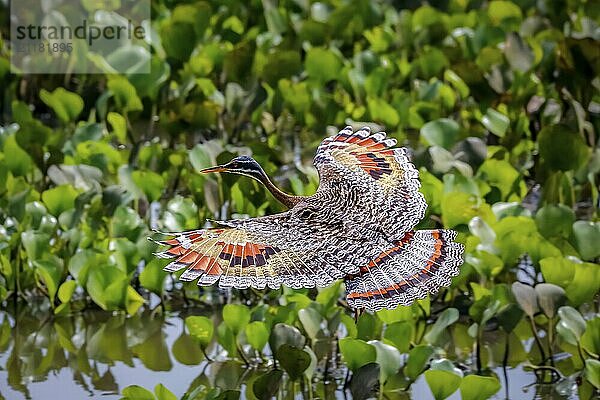 High angle view of beautiful Sunbittern in flight against green background with wonderful patterned spread wings  Pantanal Wetlands  Mato Grosso  Brazil  South America