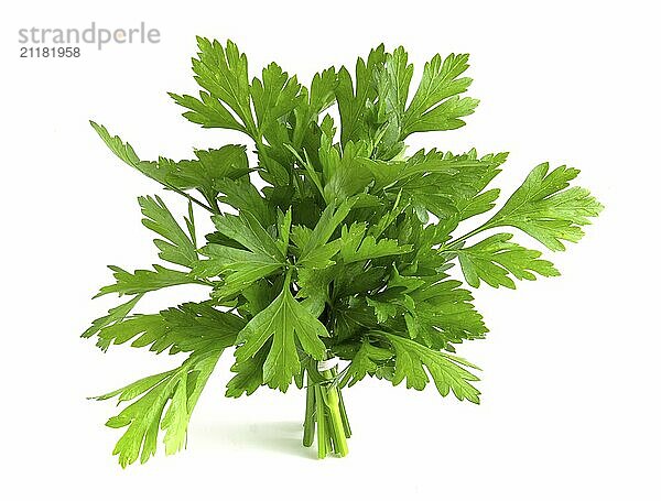 Fresh herbs  parsley isolated on white background