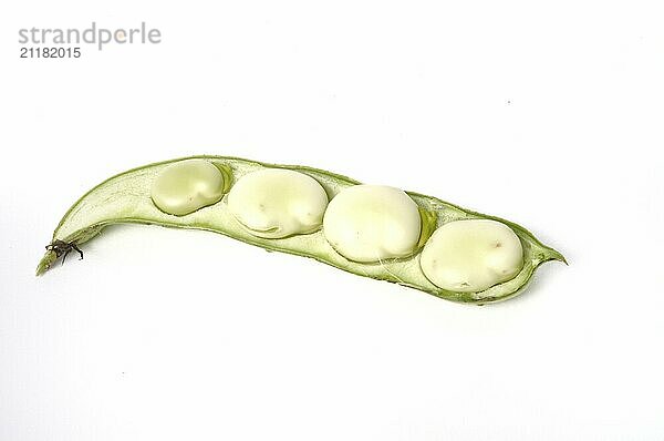 Broad beans on a white background studio shots