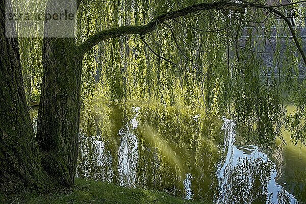 Trauerweide (Salix babylonica) im Gegenlicht  Münsterland  Nordrhein-Westfalen  Deutschland  Europa