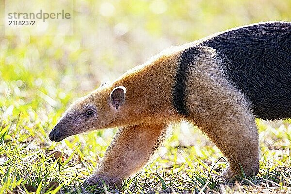 Southern tamandua (Tamandua tetradactyla) Pantanal Brazil