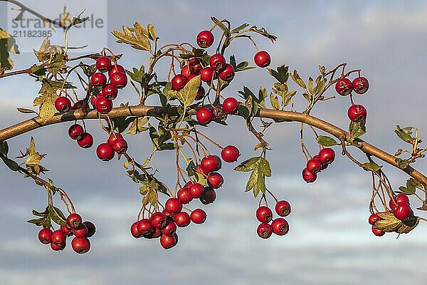 Früchte und Blätter des Eingriffeligen Weißdorns (Crataegus monogyna  Common Hawthorn) vor bewölktem Himmel A twig with the red fruits (haws) and leaves of the common hawthorn (Crataegus monogyna) in front of cloudy sky. Hawthorn is an important medical plant