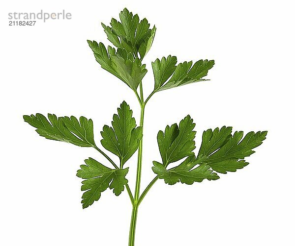 Parsley isolated on white background Clipping Path. Fresh raw herbs ingredient food