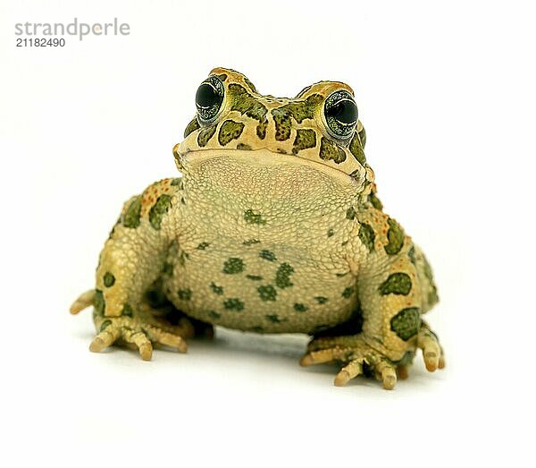 Spotted toad sitting close-up on white background