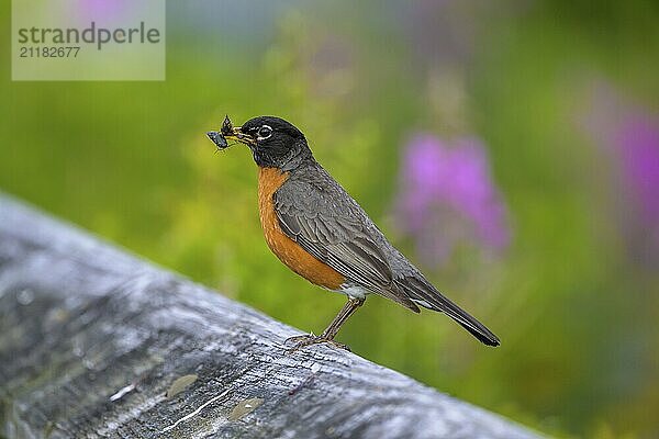 A migratory thrush (Turdus migratorius) sits on a branch and holds an insect in its beak  green background  Ketchikan  Alaska  USA  North America