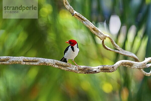 Yellow-billed Cardinal perched on a branch against bokeh green background  Pantanal Wetlands  Mato Grosso  Brazil  South America