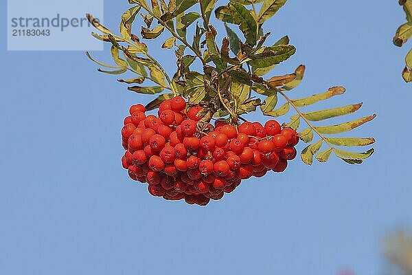 Rote Traube von Vogelbeeren mit Blättern vor blauem Hintergrund  Beeren der Eberesche (Sorbus aucuparia) Vogelbeere  Pflanze  Strauch  Flora  Vogelbaum  Insel Fehmarn  Ostholstein  Schleswig-Holstein  Deutschland  Europa