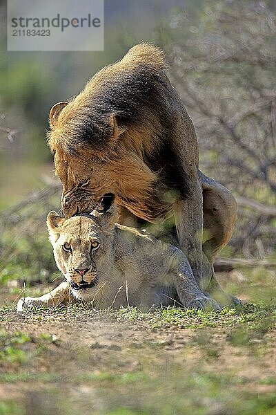 Lion (Panthera leo)  adult pair copula  mating  pair  male  female  Hluhluwe Umfolozi National Park  Hluhluwe iMfolozi National Park  KwaZulu Natal  South Africa  Africa