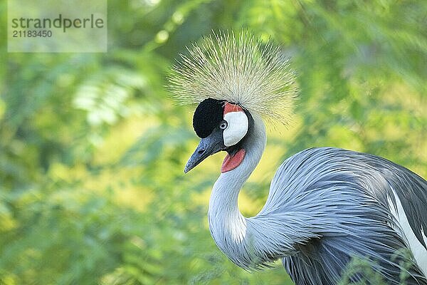 Portrait of grey crowned crane (Balearica regulorum) on green background. Poznan  Poland  Europe