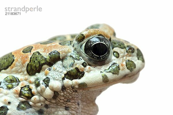 Spotted toad macro portrait isolated on white