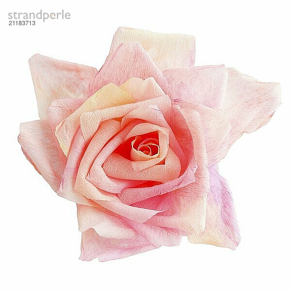 Blossom of a pink rose paper flower isolated on white background