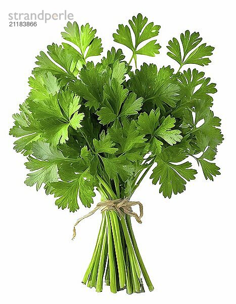 Bunch of green parsley isolated on white background. Fresh greens are tied in a bundle