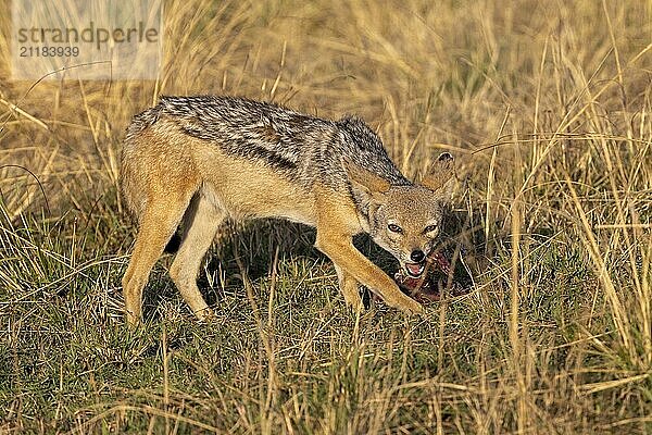 A black-backed jackal in side view has captured a piece of wildebeest and is defending it against other members of the species