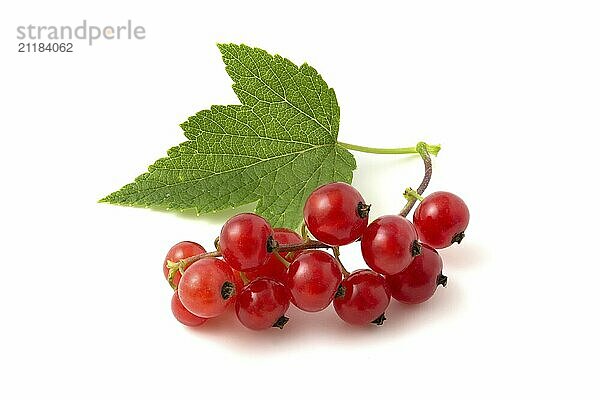 Close up of red currant isolated on white background