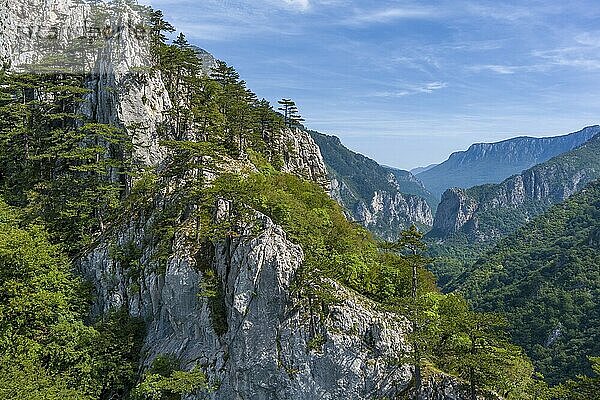 Beautiful mountains landscape. Aerial view of pine tree on the rocks