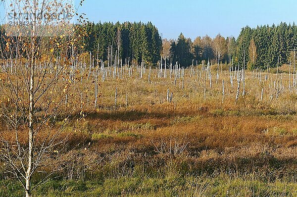 Beautiful marsh  dead trees in the swamp  marshland