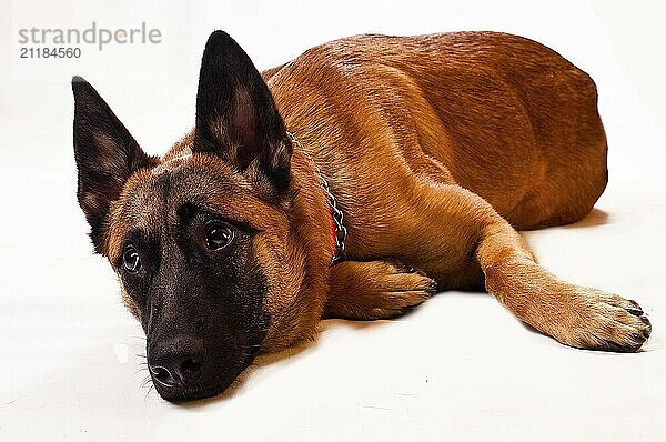 Malinois lying  in front of a white background