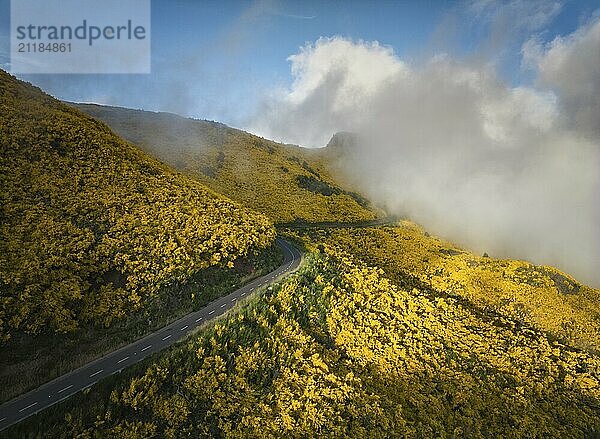 Aerial view of road among yellow Cytisus blooming shrubs near Pico do Arieiro  Portugal in clouds