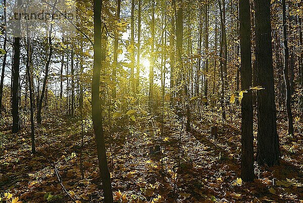 Beautiful autumn forest with sun shining