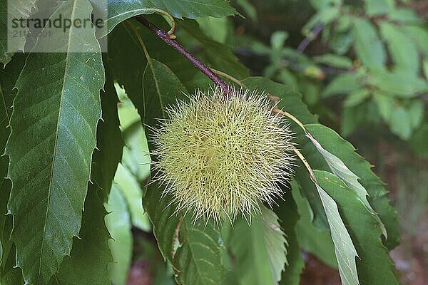 Grüner Baum (Aesculus hippocastanum) mit dornigen Kastanienfrüchten. mit weißem Hintergrund und Kopierraum