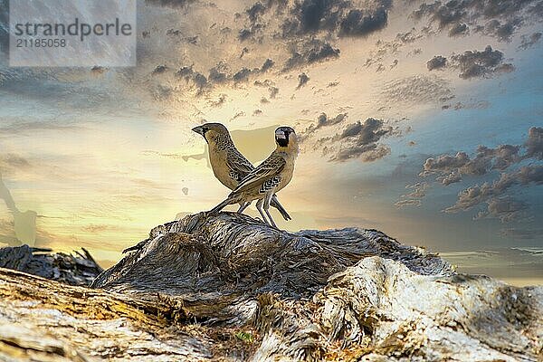 Two love and romantic twin birds against dramatic sunset sky with copy space