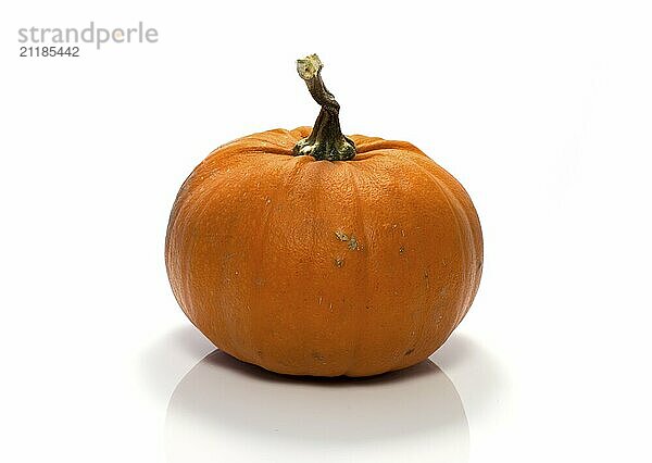 One big orange pumpkin in closeup over white background