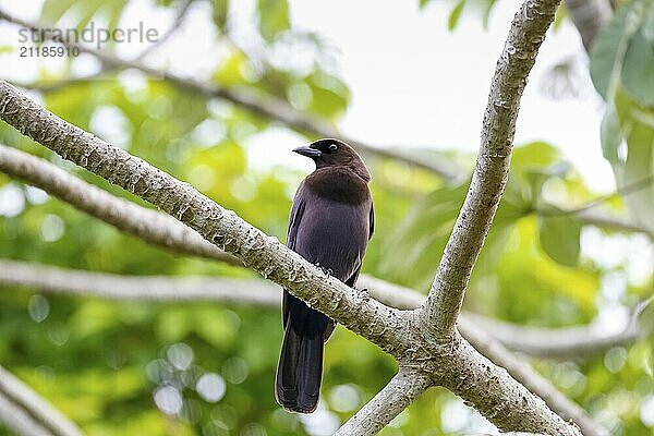 Purplish Jay perched on a bare branch against green background  Pantanal Wetlands  Mato Grosso  Brazil  South America