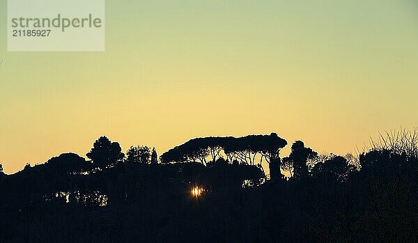 Bäume beim Sonnenuntergang im Gegenlicht in Rom