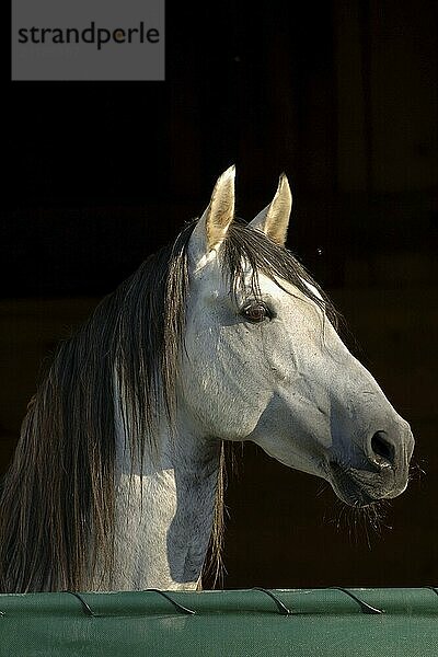 Pure Spanish Horse Stallion