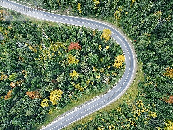 Aerial view of a mountain road in a beautiful forest in autumn. Colorful landscape with a curved roadway  pine trees  orange leaves in autumn. Travel through mountain forests