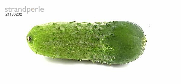 Fresh little cucumber with thorns. Vegetables close up isolated on white background