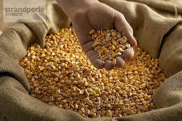 Kaukasischer Mann zeigt Maiskörner in seinen Händen von über Sackleinen Sack  Lebensmittel Fotografie  food photography