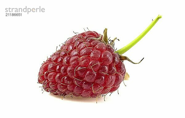 Raspberry with leaves isolated on white background