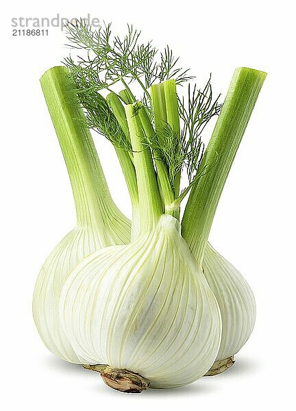 Fresh fennel bulb isolated on white background. Clipping Path