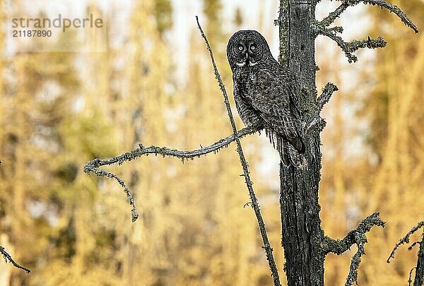 Steinkauz Saskatchewan im toten Baum sitzend