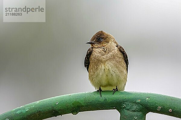 Close-up of a Brown-chested Martin perched on a green metal pipe against defocused gray background  Serra da Mantiqueira  Atlantic Forest  Itatiaia  Brazil  South America