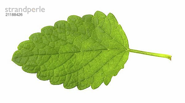 Lemon balm twig isolated on white background. Aromatic lemon plant for drinks