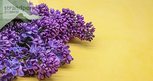 Lilac flowers on a yellow background. A cluster of purple flowers. A blossoming branch of lilacs