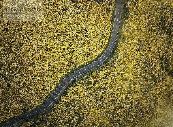 Aerial view of road with red car among yellow Cytisus blooming shrubs near Pico do Arieiro  Portugal  Europe