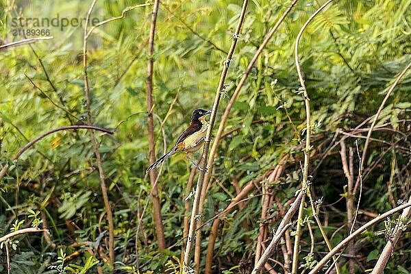 Black-capped Donacobius sitting on a twig against green background  Pantanal Wetlands  Mato Grosso  Brazil  South America