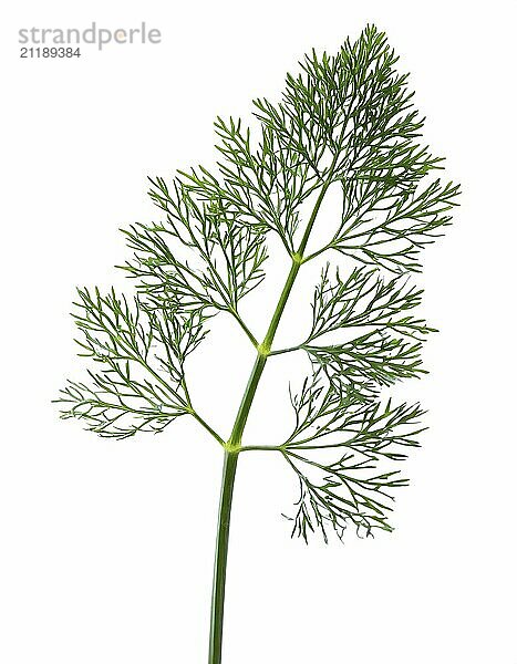 Green dill  fresh sprig of dill on a white background. Cutting contour