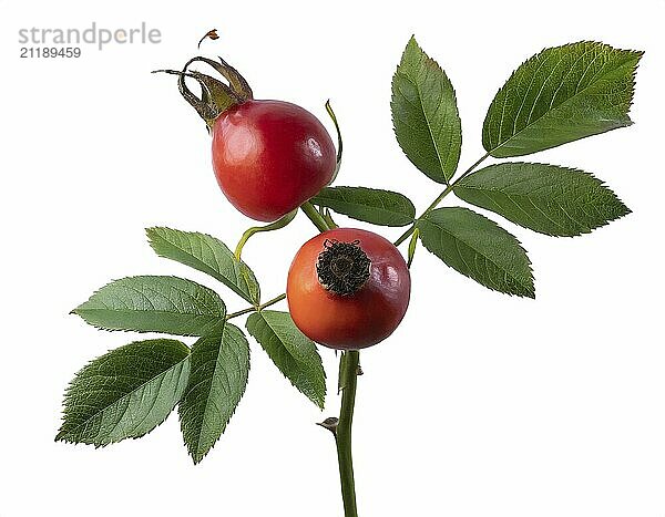 Rosehip isolated on a white background. Fresh raw briar berries with leaves