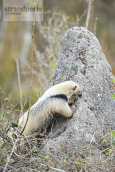 Southern tamandua (Tamandua tetradactyla) Pantanal Brazil