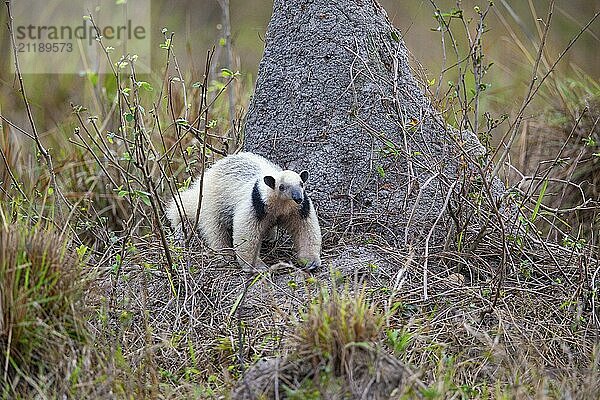 Southern tamandua (Tamandua tetradactyla) Pantanal Brazil