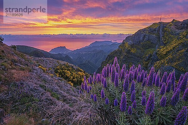 View near Pico do Arieiro of mountains over clouds with Pride of Madeira flowers and blooming Cytisus shrubs on sunrise with colorful sky. Madeira island  Portugal  Europe