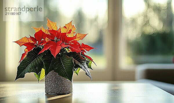 Eine rote Weihnachtssternpflanze steht in einer kleinen Vase auf einem Tisch. Die Pflanze ist von Sonnenlicht umgeben  das ihre leuchtend rote Farbe hervorhebt. Konzept der Wärme und Fröhlichkeit KI erzeugt  KI generiert