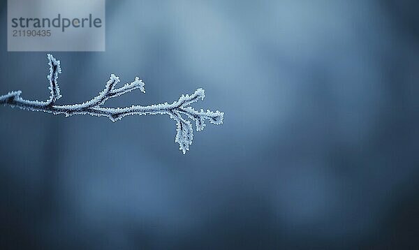 Ein mit Frost und Schnee bedeckter Zweig. Der Zweig ist das einzige  was auf dem Bild sichtbar ist. Das Bild hat eine ruhige und friedliche Stimmung  wie der Frost und Schnee schaffen eine ruhige und stille Atmosphäre AI erzeugt  KI generiert