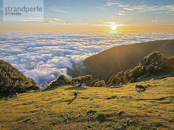 Aerial view of sunrise above clouds and green hills with cows grazing at Fanal mountain  Madeira island  Portugal  Europe