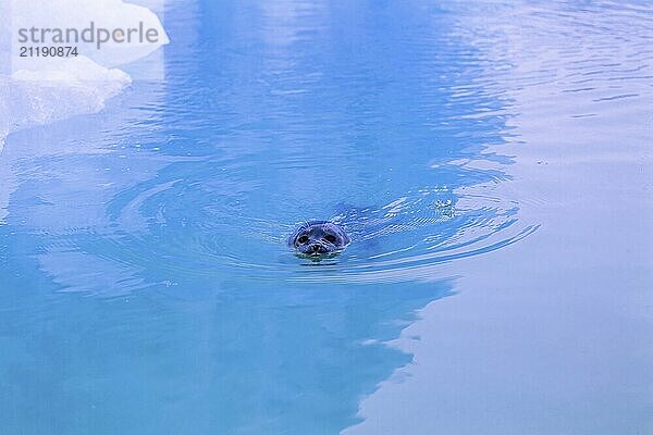 Seal swimming in arctic waters by a glacier  Svalbard  Norway  Europe